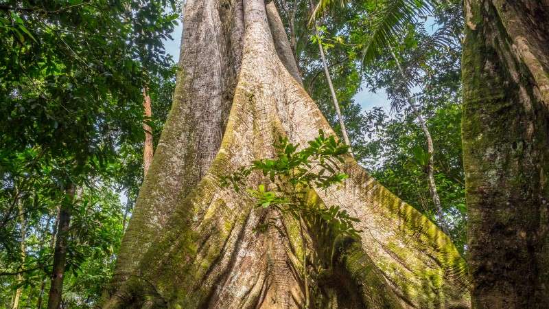 A kapok tree, the biggest in the Amazon