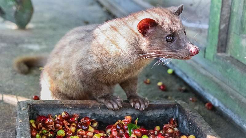 Luwak eating coffee cherries.
