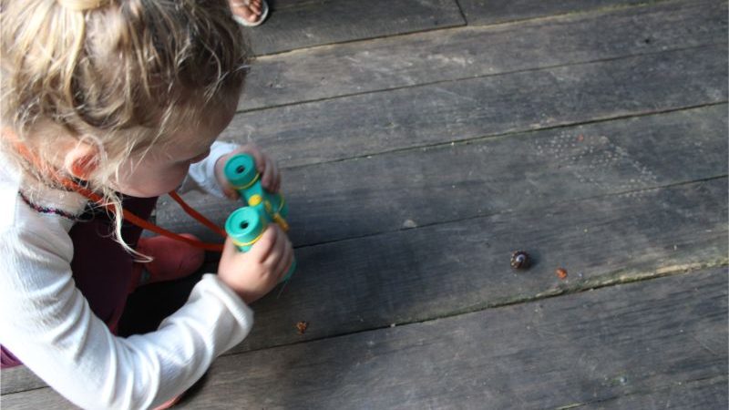 A little girl looking at a frog