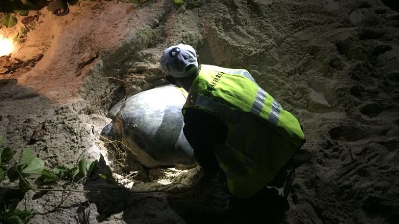 A ranger with a turtle on the beach