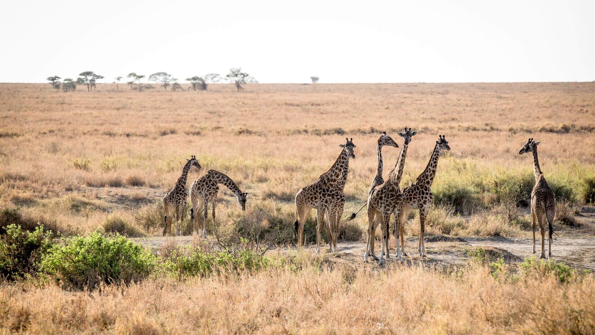 A herd of giraffes stand in a grassy plain, Serengeti Safari