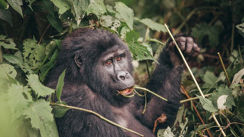 Gorilla in Uganda