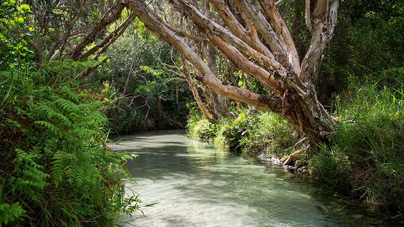 The water and surrounding creek bed of Eli Creek