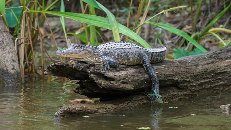 Alligator at Honey Island Swamp