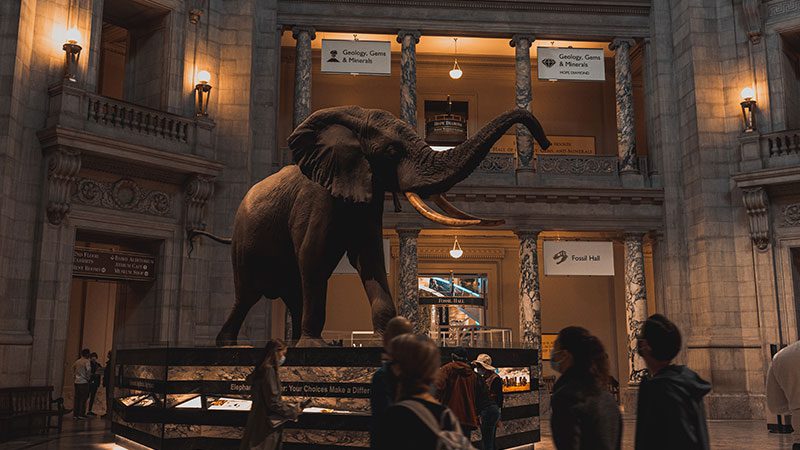 Smithsonian Museum of National History