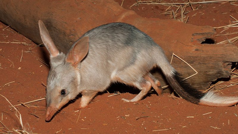 A bilby foraging for food in Arnhem Land, NT.