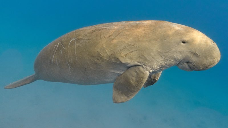 A dugong gently cruising through the water in Arnhem Land, NT.