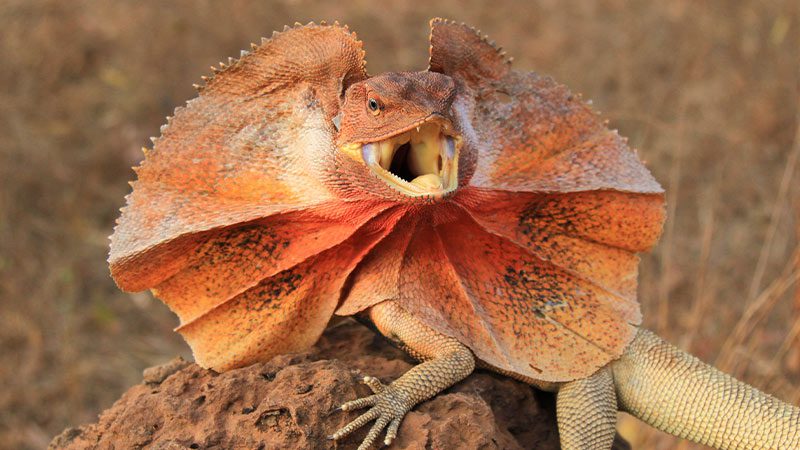 A frilled neck lizard in Arnhem Land, NT.