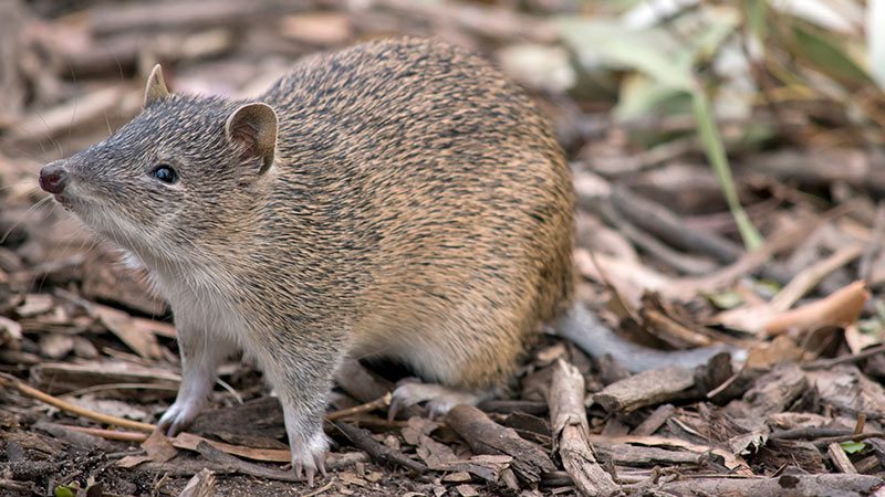 A golden bandicoot in Arnhem Land, NT.