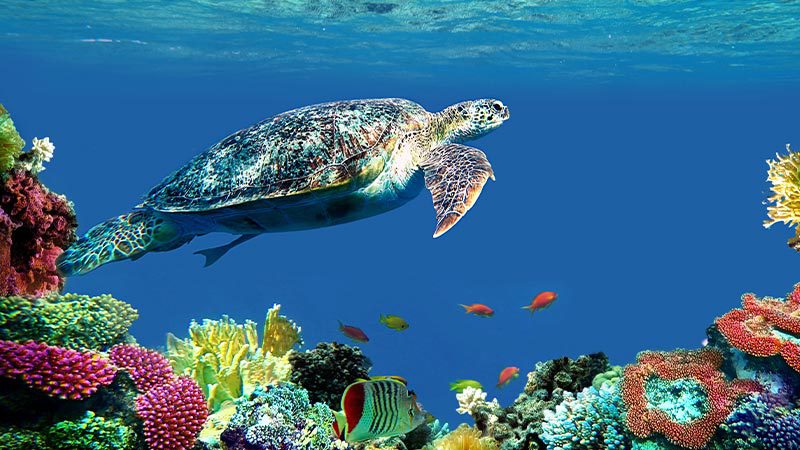 A hawksbill turtle roaming the reefs off of Arnhem Land, NT.