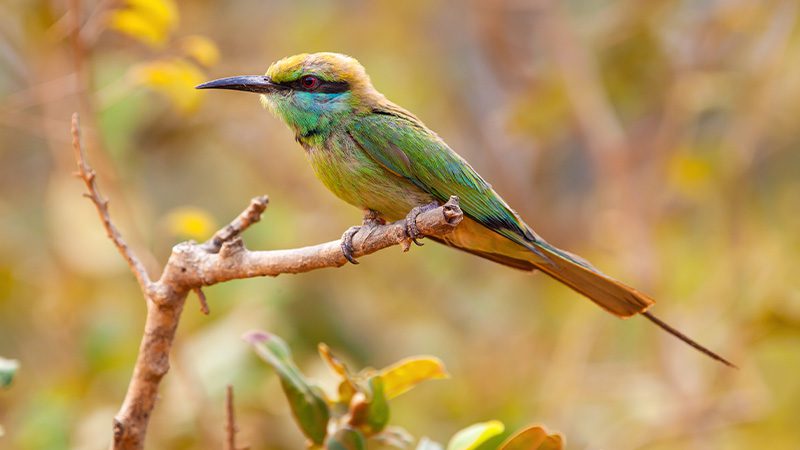 A rainbow bee-eater perched on a tree branch in Arnhem Land, NT.