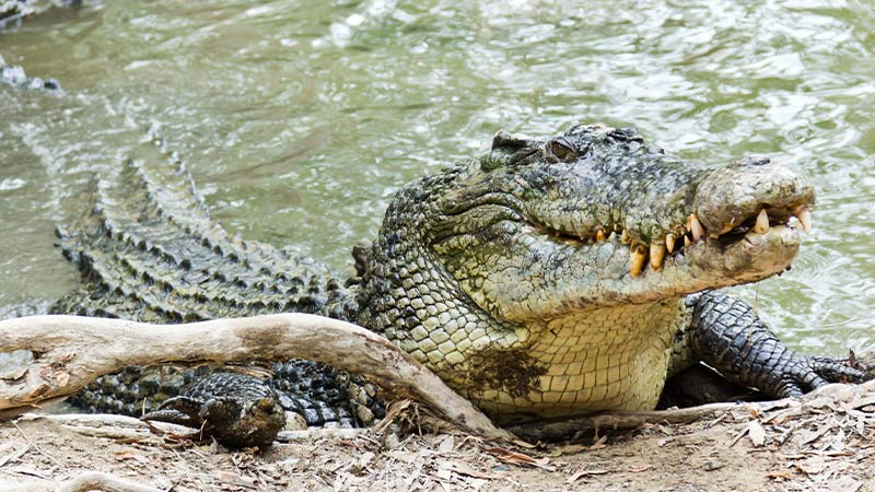 Saltwater crocodile in Arnhem Land, NT.