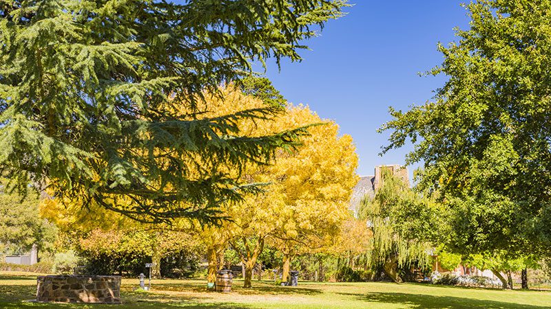 Sevenhill Cellars grounds