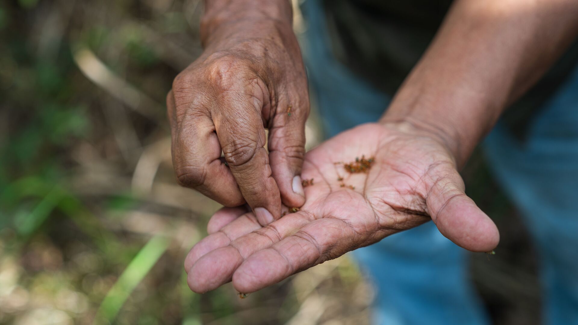 A close up of green ants in the hands of a local Aboriginal man as he teaches about bush foods