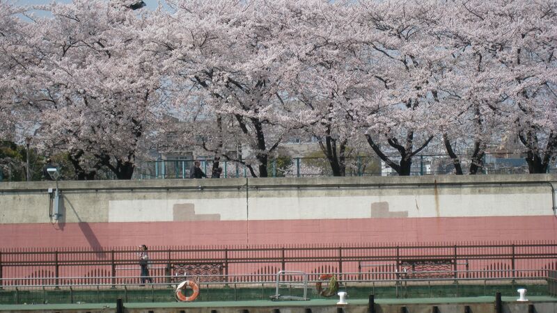 Flowering cherry blossoms hanging over a pathway.
