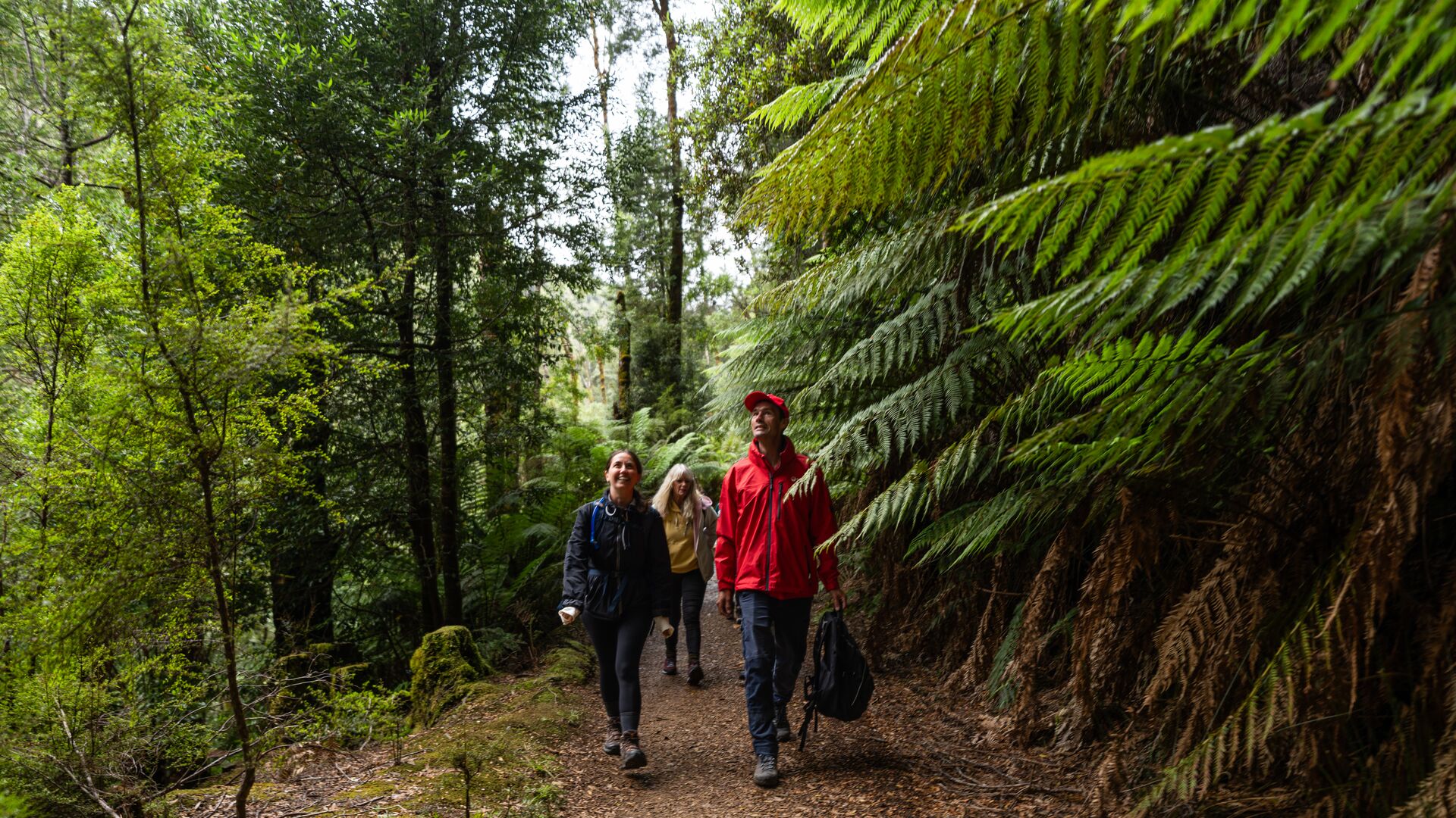 An Intrepid leader walks with a group of travellers through a forest in Tasmania.