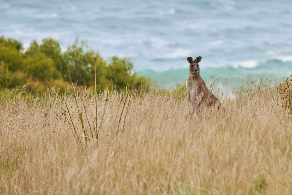 A kangaroo munches on dry grass with the ocean in the background.