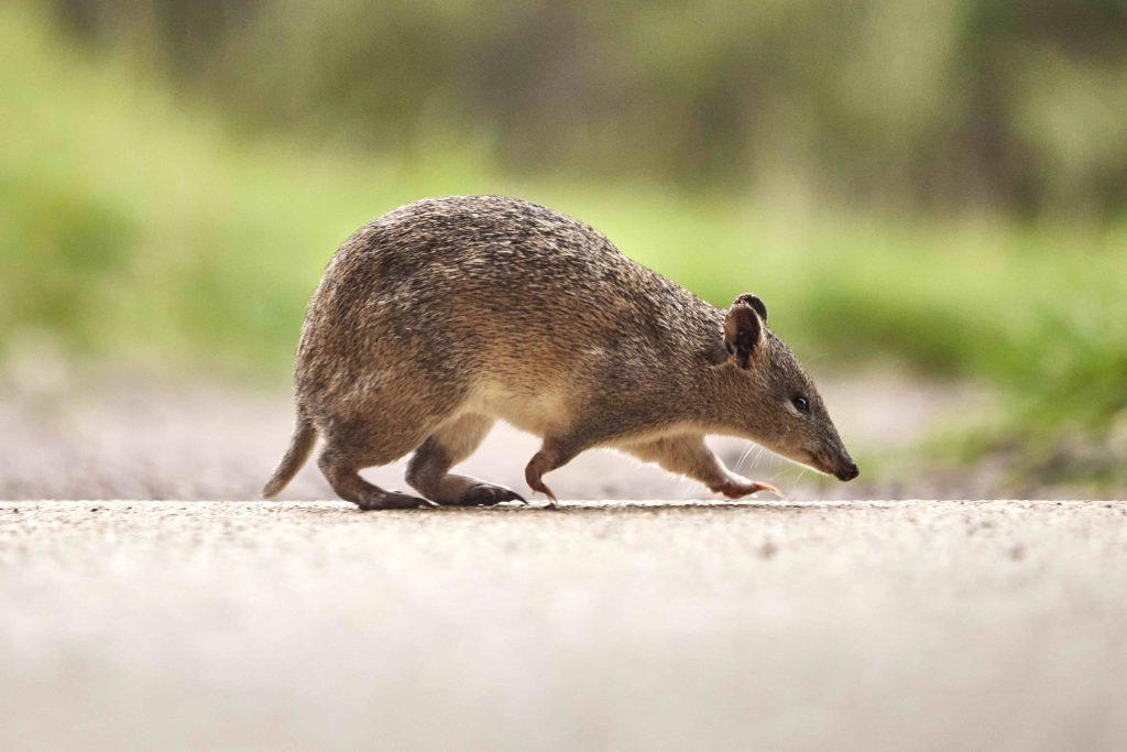 A close-up of a Southern brown bandicoot walking along the ground.
