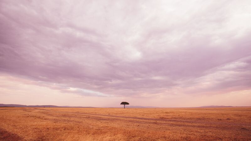 The wide expanse of the Masai Mara National Reserve with a lone acacia tree at sunset. 