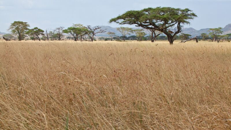 The grassy plains of Serengeti National Park with acacia trees in the distance. 