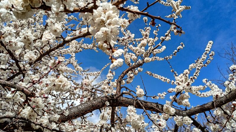 A blossoming tree against a clear, blue sky in Fairy Meadows, Pakistan.