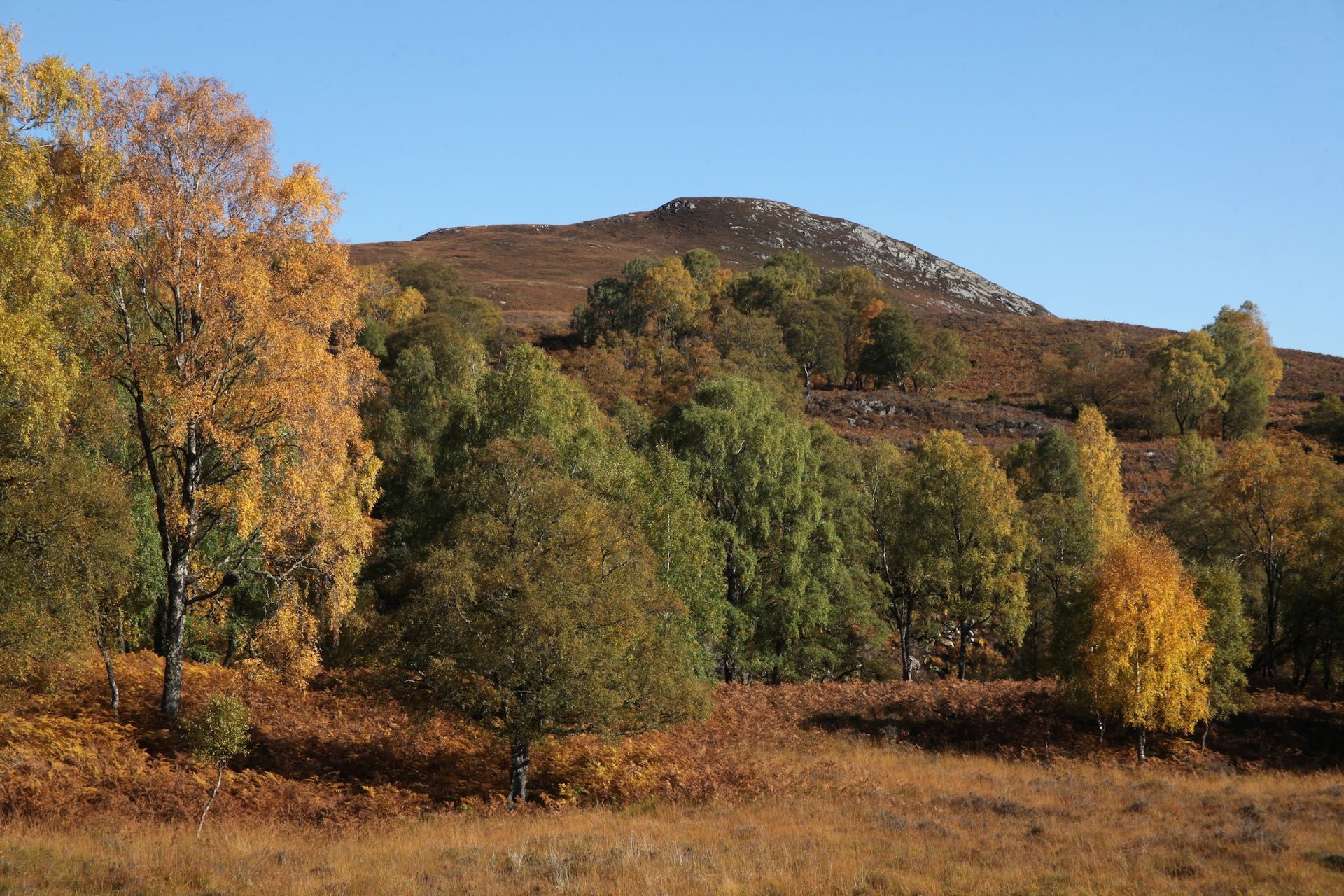 green trees against a backdrop of rolling hills
