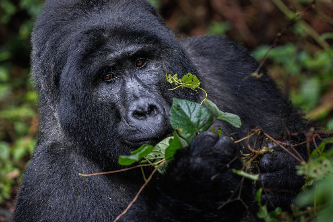 a gorilla munching leaves