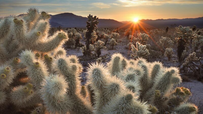 The spiky appearance of a Joshua Tree