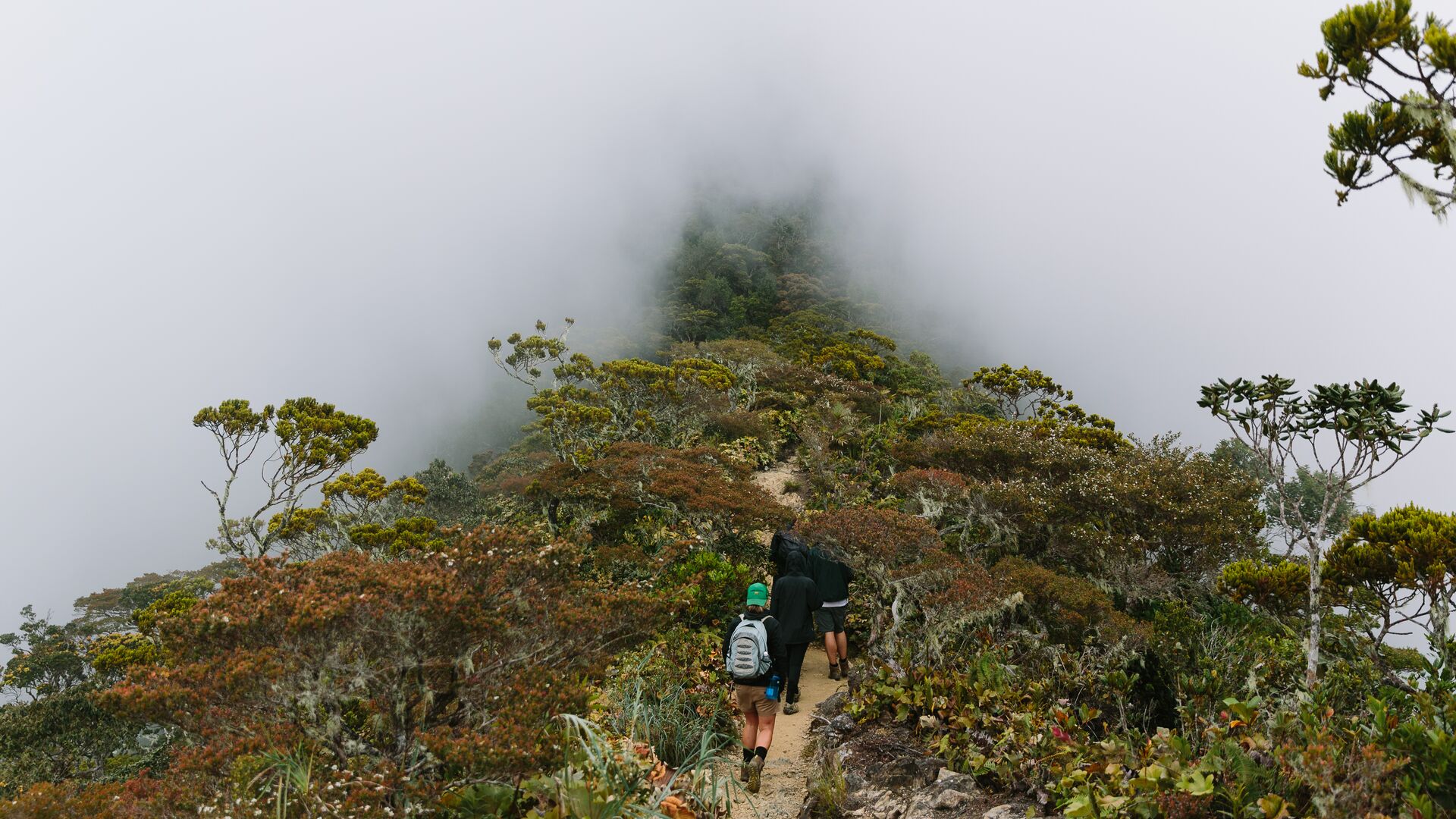 Four hikers walking along a mist-shrouded path on the Mt Kinabalu trek in Sabah, Borneo