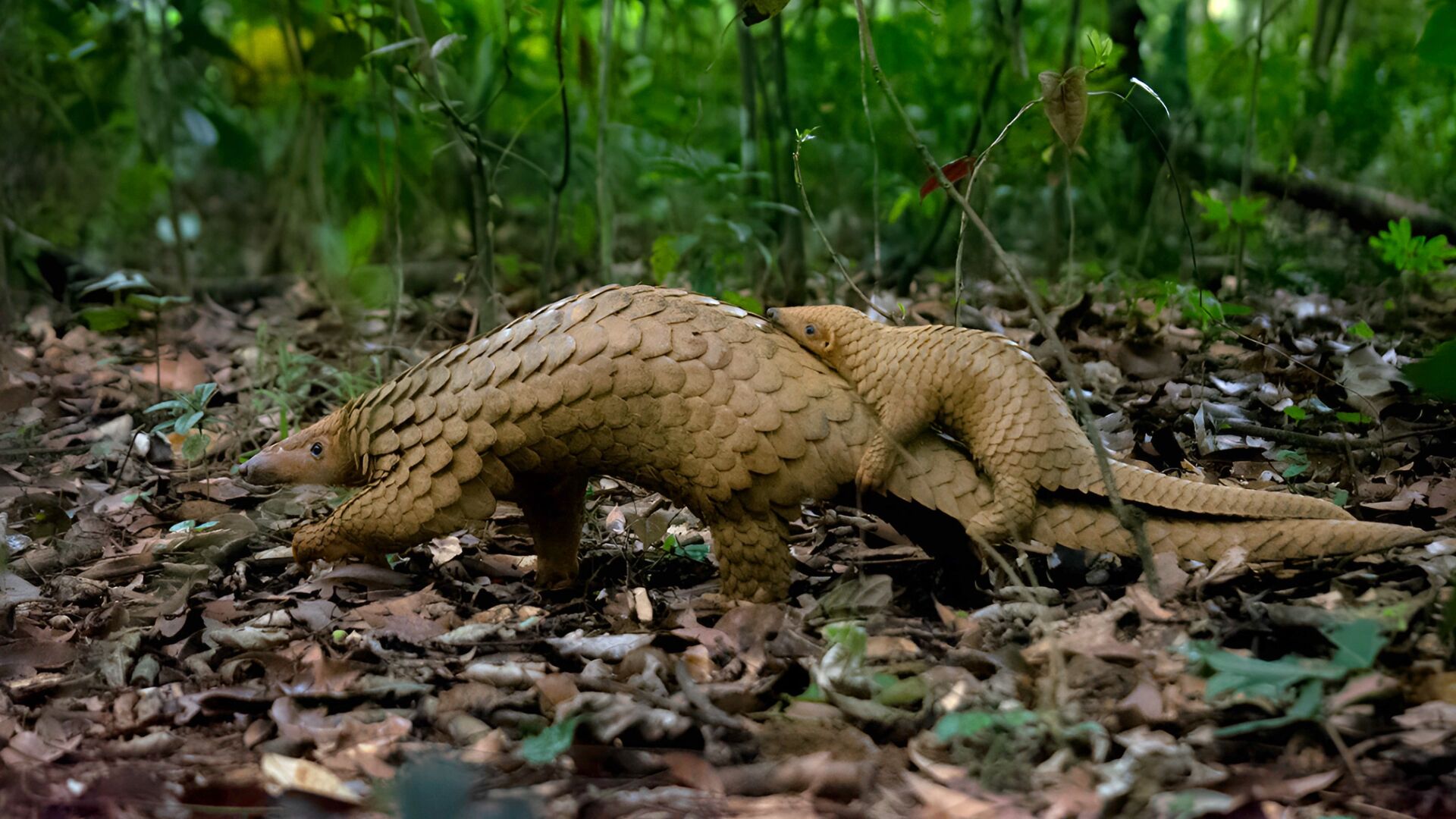 A mother and baby pangolin walk along the forest floor.