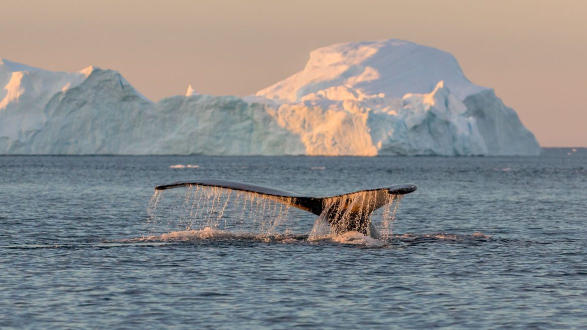A whale fin flicking through the waters of Greenland.