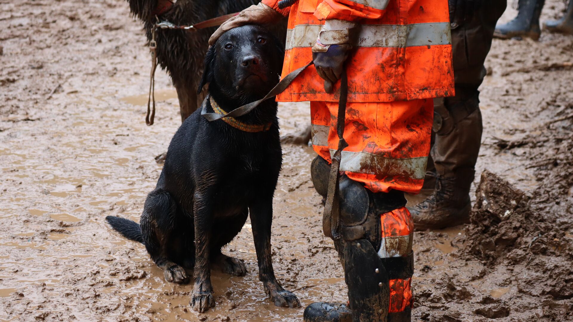 Some of the Japan Rescue Association's dogs. 