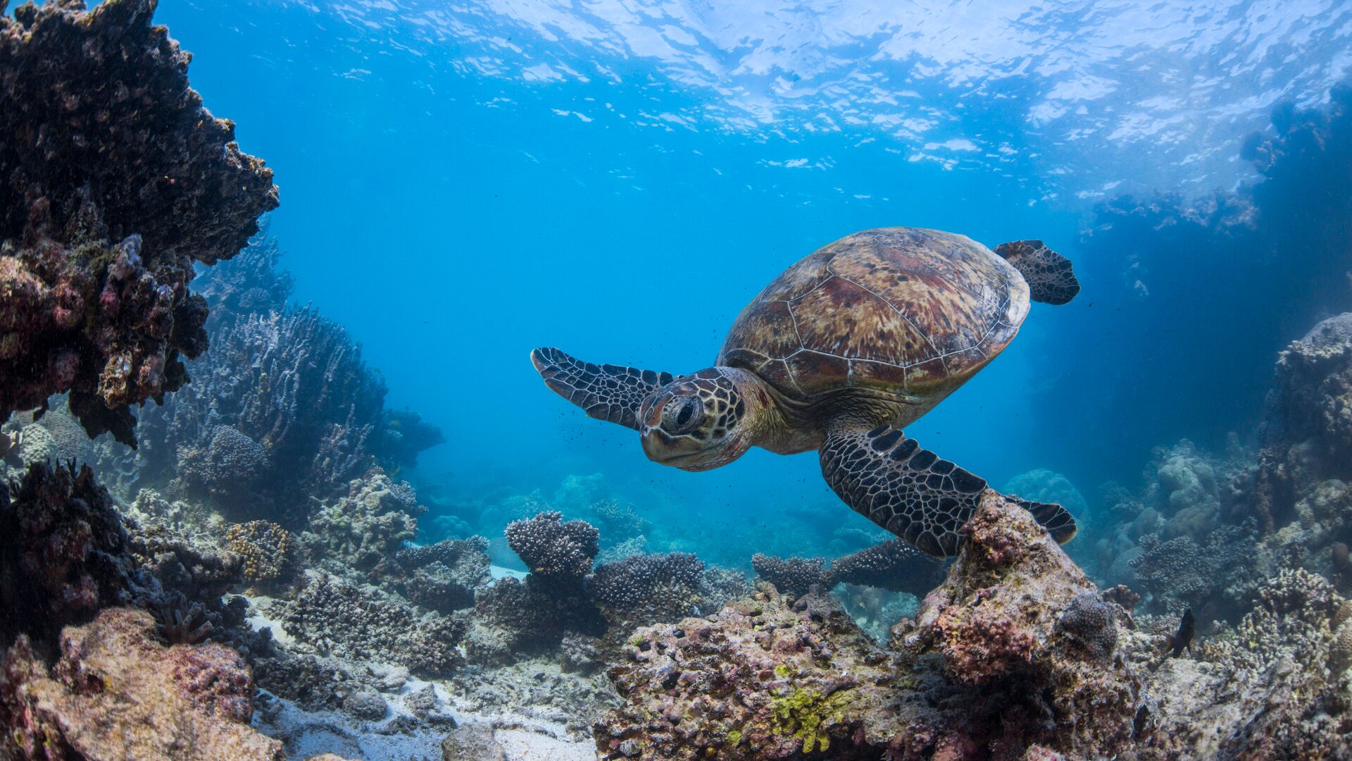A turtle swims to anemone in a reef