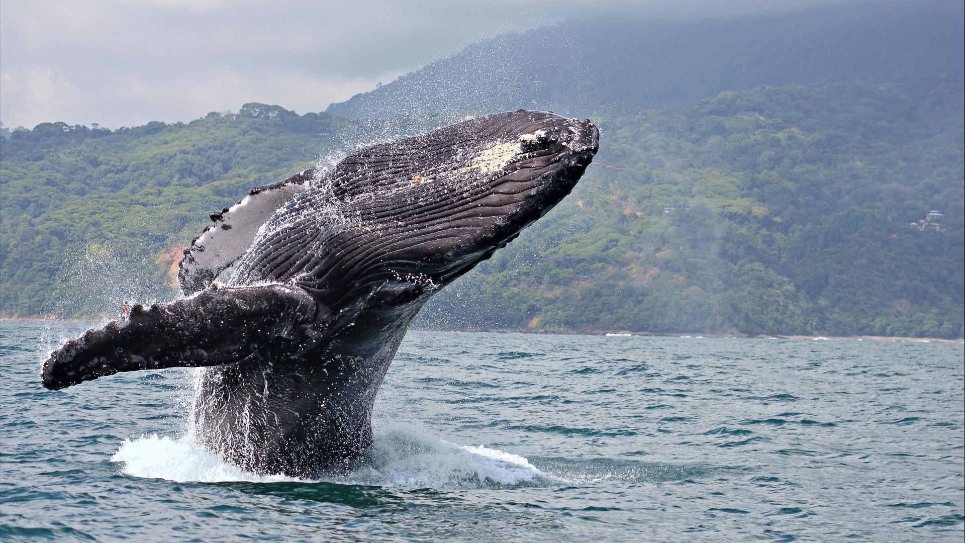 A whale in Marino Ballena National Park, Costa Rica.