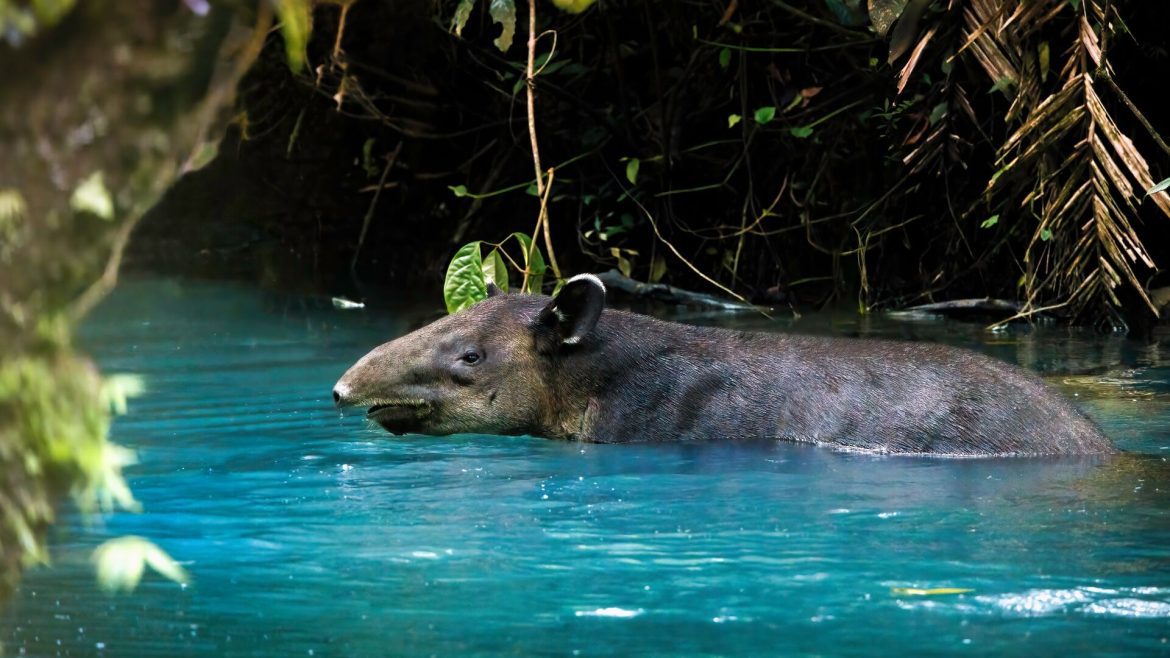 A tapir swims in turquoise water in Costa Rica