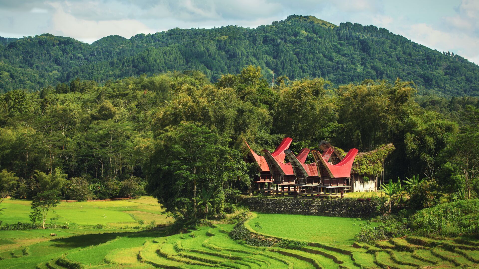 Tongkonan houses among rice paddies in Indonesia