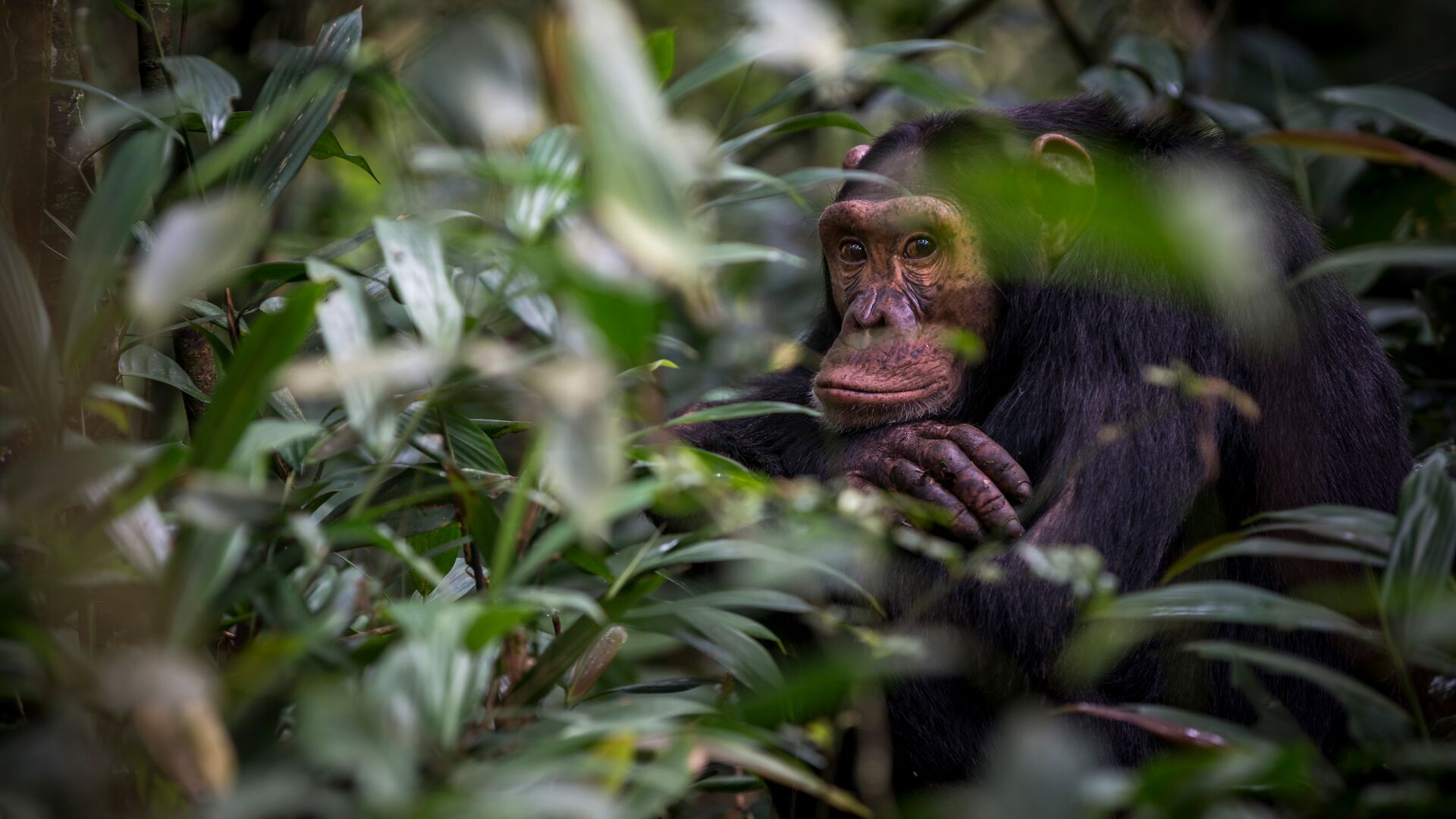 A chimpanzee gazes at the camera in Kibale, Uganda