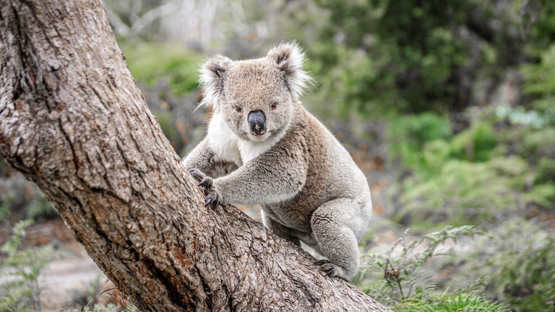 A koala clings to a tree in Australia