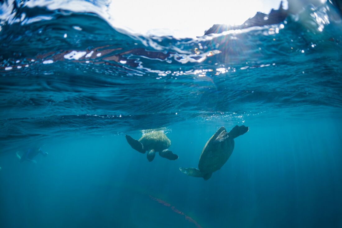 Green sea turtles dive off the coast Isla Isabela