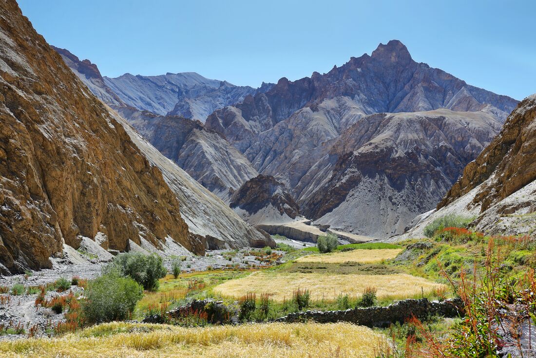 Village wheat fields growing in the lowest point of the Markha Valley trek in Ladakh India