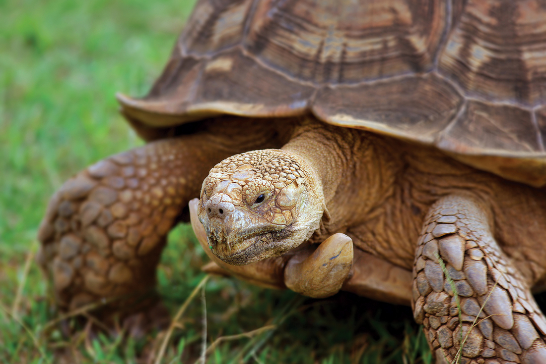 Giant Tortoise, Galapagos Islands