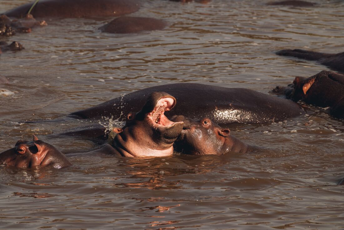 Hippos frolic and bellow in the waters of Serengeti National Park