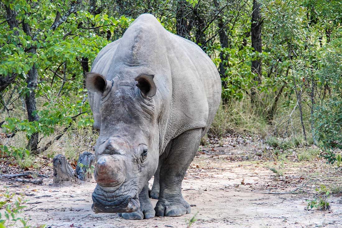 White Rhino grazes in Matobo National Park in Zimbabwe