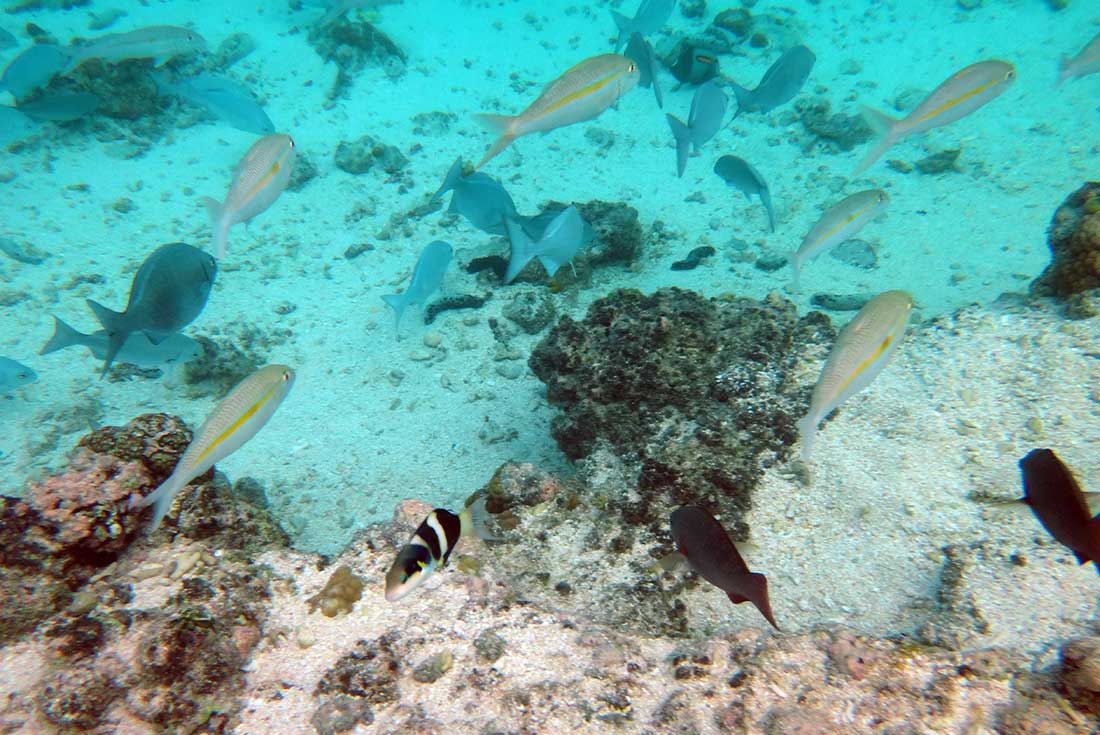 An underwater shot of fish swimming around a coral reef