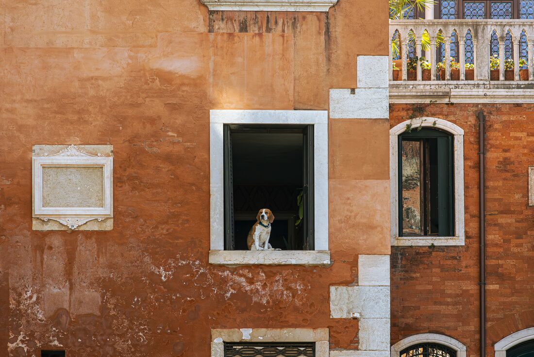 Dog sitting at the window of a Venetian building, Venice, Italy