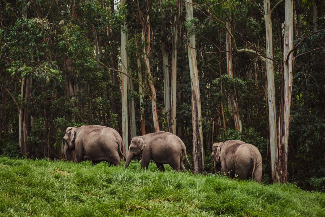 Herd or family of Indian elephants walks by on grass with looming forest behind in Periyard National Park