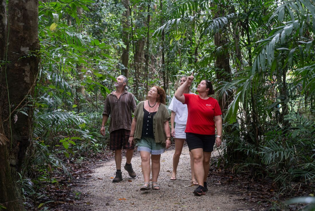 Guided tour of the rainforest at Chili Beach with Intrepid leader Rachel in Far North Queensland