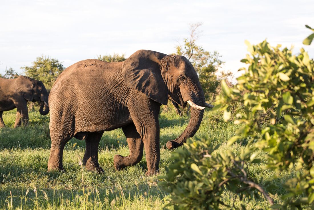 Elephants, Kruger National Park
