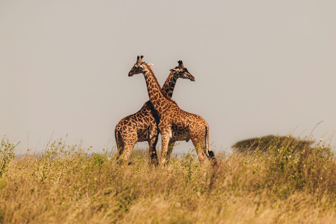 Giraffe pair in Serengeti National Park