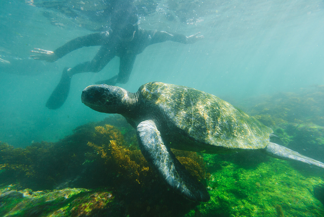 Snorkelling with sea turtles, Galapagos Islands
